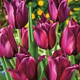 Тюльпан Merlot