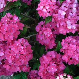 Гортензия крупнолистовая Пиа