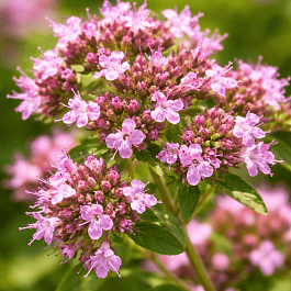 Душица обыкновенная Vitara Cascata