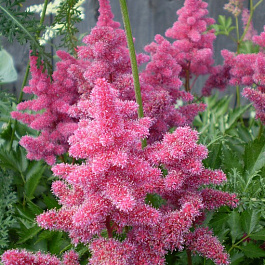 Астильба японская Кёльн Астильба японская Кёльн