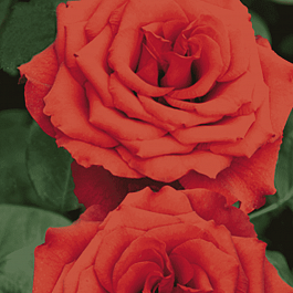 Роза чайно-гибридная Corvette