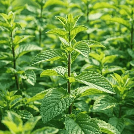Мята Перечная Peppermint