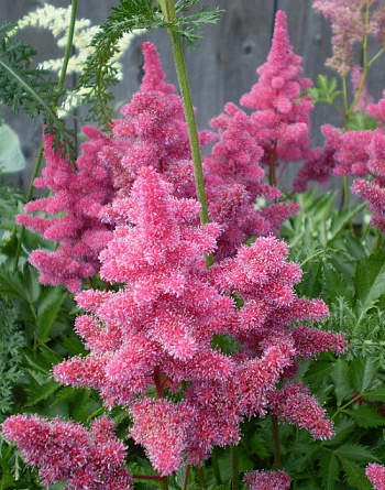 Астильба японская Кёльн