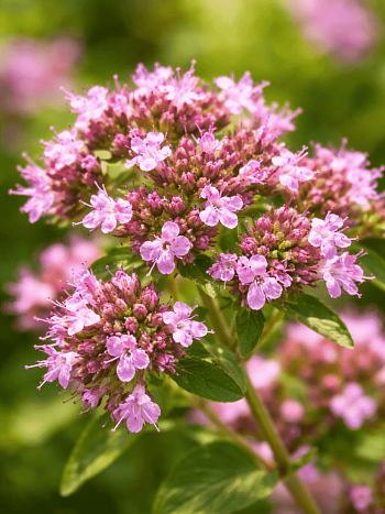 Душица обыкновенная Vitara Cascata