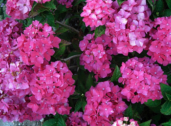 Гортензия крупнолистовая Пиа Гортензия крупнолистовая Пиа