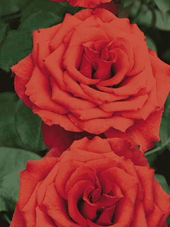 Роза чайно-гибридная Corvette