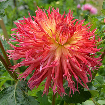 Георгина Бахромчатая Айтара Бронвин