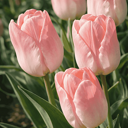 Тюльпан ботанический Little Girl