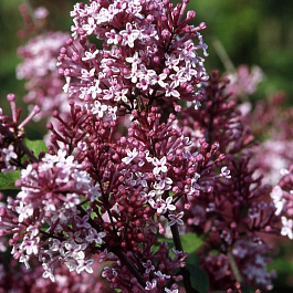 Сирень Мейера Джозе Сирень Мейера Джозе