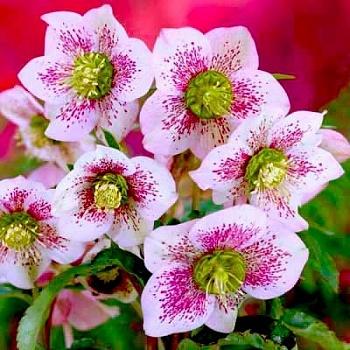 Морозник восточный Pink Spotted Lady