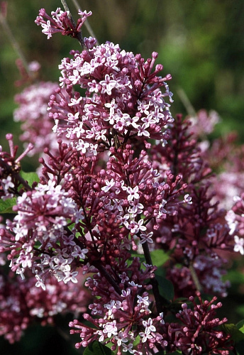 Сирень Мейера Джозе