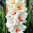 Гладиолус Ajax