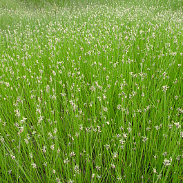 Болотница болотная