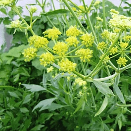 Любисток лекарственный Verino