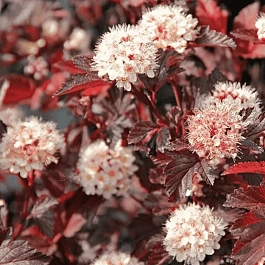 Пузыреплодник калинолистный Lady in Red