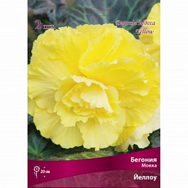 Бегония Мокка Йеллоу