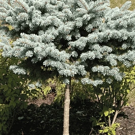 Ель колючая Montgomery  штамб 80-90 см