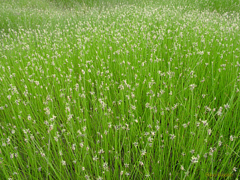 Болотница болотная
