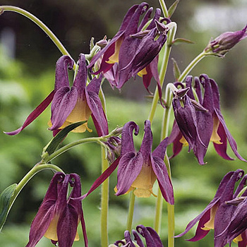 Аквилегия острочашелистиковая