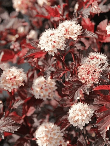 Пузыреплодник калинолистный Lady in Red