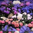 Гортензия крупнолистная Mix