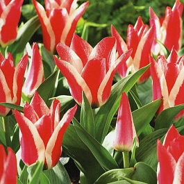 Тюльпан Фостера Зомби