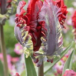 Тюльпан попугайный Rococo