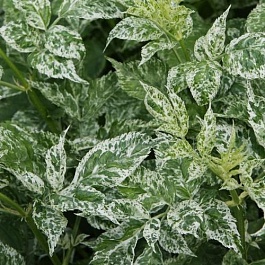 Бузина (Бузок) черная Pulverulenta