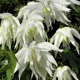 Клематис Albina Plena