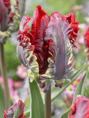 Тюльпан попугайный Rococo