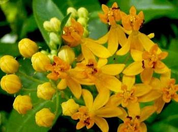 Ваточник (Ластовень) Кюрасавский Silky Gold