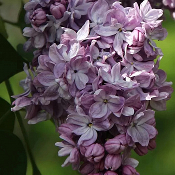 Сирень обыкновенная Великая Победа Сирень обыкновенная Великая Победа