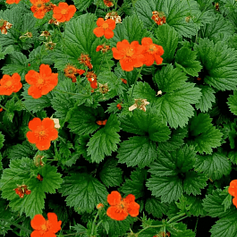 Гравилат ярко-красный  Borisii