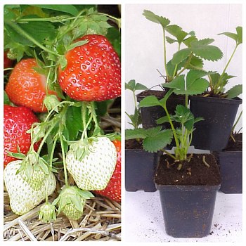 Земляника садовая Порландо НАБОР 5ШТ