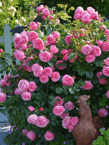 Роза Кустовая Leonardo da Vinci