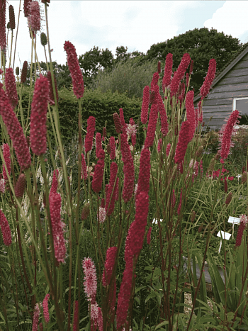 Кровохлебка Blackthorn