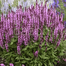 Шалфей дубравный Pink beauty