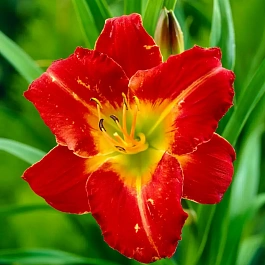 Лилейник Amadeus