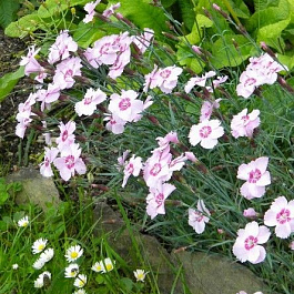 Гвоздика перистая Нанус Свитнесс