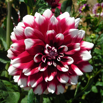 Георгина Декоративная Пэтчиз