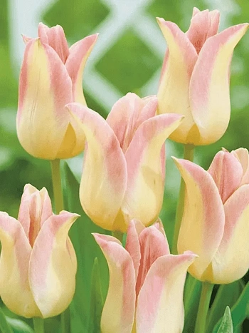 Тюльпан лилиецветный Elegant Lady