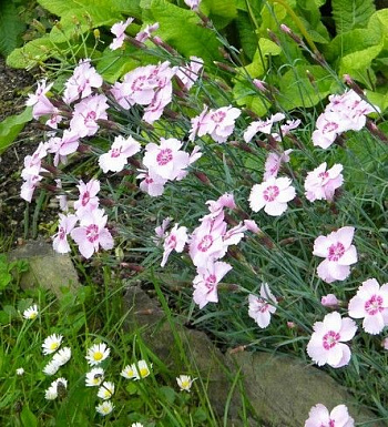 Гвоздика перистая Нанус Свитнесс