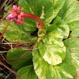 Бадан гибридный Галина Серова