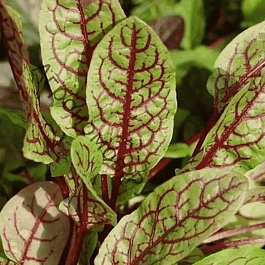 Щавель Кроваво-красный Кровавая Мэри