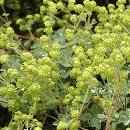 Манжетка красночерешковая Alma