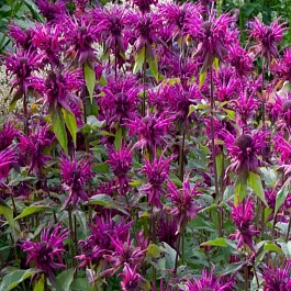 Монарда гибридная Scorpion