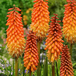 Книфофия гибридная Alcazar