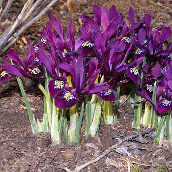 Ирис сетчатый Пепл Джем