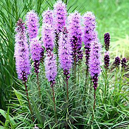 Лиатрис колосковый Violet