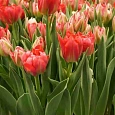 Тюльпан Flash Point